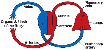 [Illustration of Blood Circulation]